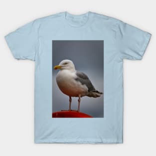 The Gull who thought he was a Robin! T-Shirt